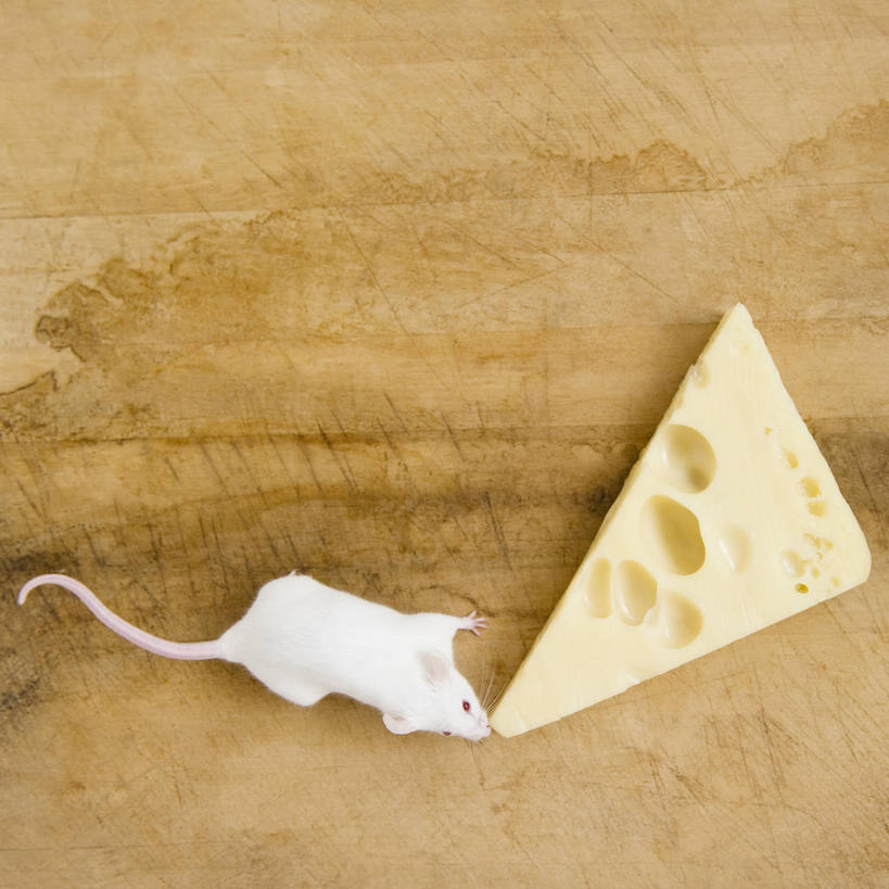 奶酪,无人,吃,方图,俯视,室内,特写,白天,地板,野生动物,老鼠,一块,阴影,反射,细菌,影子,干酪,起司,地面,芝士,营养,注视,木地板,一只,白色,动物,观察,看,乳酪,白老鼠,摄影,影棚,观看,察看,乳制品,关注,发酵,病菌,传染,四害,鼷鼠,小家鼠,耗子,嚼,食,彩图,高角度拍摄,全身,影棚拍摄,拍摄
