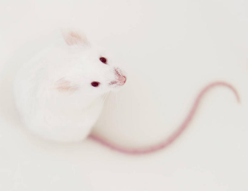 无人,横图,俯视,室内,特写,白天,白色背景,野生动物,老鼠,阴影,反射,细菌,影子,注视,一只,白色,动物,观察,看,趴着,白老鼠,摄影,影棚,观看,察看,关注,病菌,传染,四害,鼷鼠,小家鼠,耗子,趴,抬头,仰头,彩图,高角度拍摄,全身,影棚拍摄,拍摄