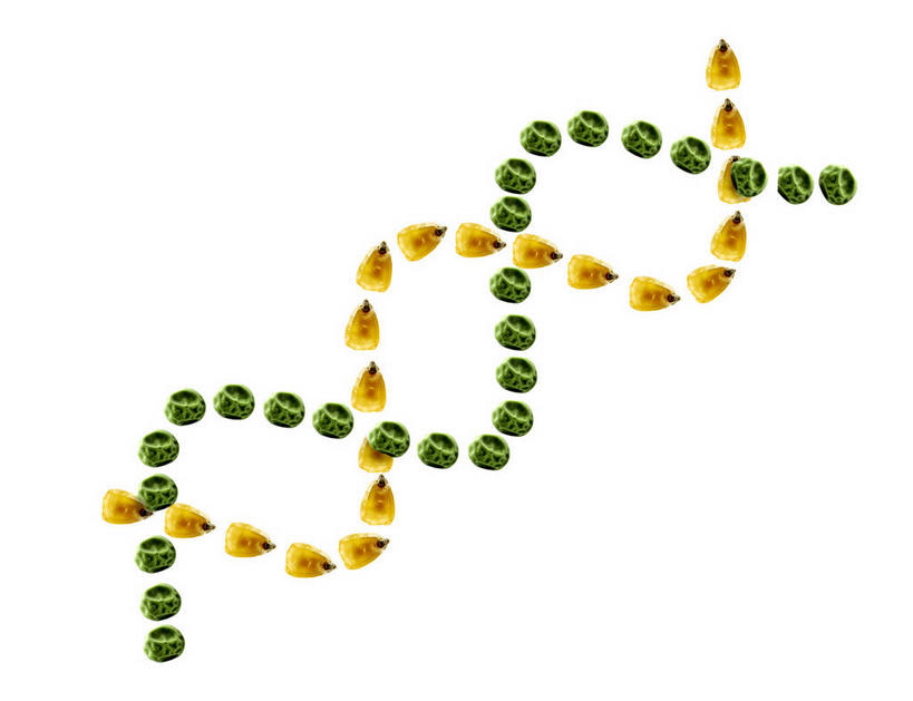 无人,横图,俯视,室内,特写,白天,白色背景,玉米,植物,豆,蔬菜,阴影,新鲜,反射,科学,基因,棒子,影子,豆类,豆子,玉蜀黍,食品,种子,食物,黄色,绿色,生物,摄影,有机食品,绿色食品,影棚,遗传,苞米,脱氧核糖核酸,苞芦,豆科,苞谷,包谷,大蜀黍,番麦,薏米包,玉高粱,玉麦,珍珠米,DNA分子,去氧核糖核酸,遗传信息,遗传因子,遗传学,青大豆,螺旋状,青豆,彩图,高角度拍摄,影棚拍摄,螺旋形,螺旋形状,螺旋型,拍摄