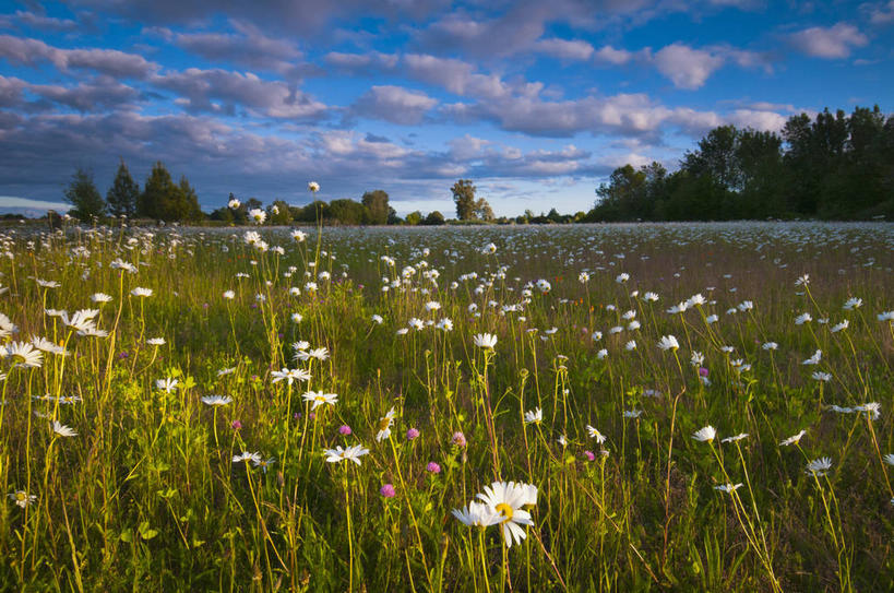 无人,横图,室外,白天,正面,旅游,度假,草地,草坪,花海,花圃,美景,植物,叶子,美国,阴影,盛开,光线,影子,景观,云,云朵,花蕾,云彩,娱乐,草,花,花瓣,花朵,花卉,鲜花,树,树木,蓝色,绿色,白云,蓝天,天空,阳光,自然,花丛,花束,花田,天,花苞,花蕊,享受,休闲,景色,放松,生长,晴朗,成长,北美,北美洲,自然风光,美洲,俄勒冈州,俄勒冈,北亚美利加洲,亚美利加洲,落日之州,水獭之州,海狸州,晴空,彩图,马里昂县
