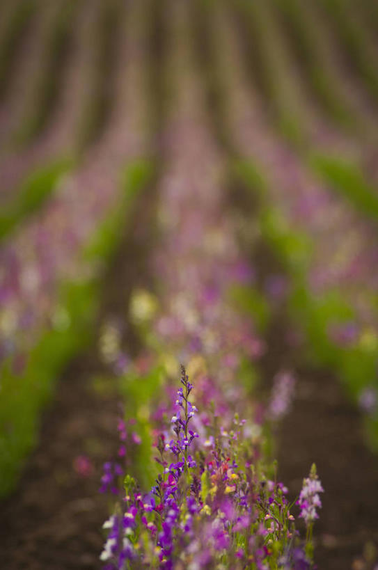 无人,竖图,俯视,室外,特写,白天,旅游,度假,花海,花圃,美景,植物,叶子,美国,一排,朦胧,模糊,整齐,并列,并排,盛开,景观,花蕾,娱乐,花,花瓣,花朵,花卉,鲜花,排列,绿色,紫色,自然,花丛,花束,花田,花苞,花蕊,享受,休闲,景色,放松,北美,北美洲,队列,自然风光,美洲,平行,俄勒冈州,俄勒冈,北亚美利加洲,亚美利加洲,落日之州,水獭之州,海狸州,柳穿鱼,彩图,高角度拍摄,马里昂县,小金鱼草,美利坚合众国
