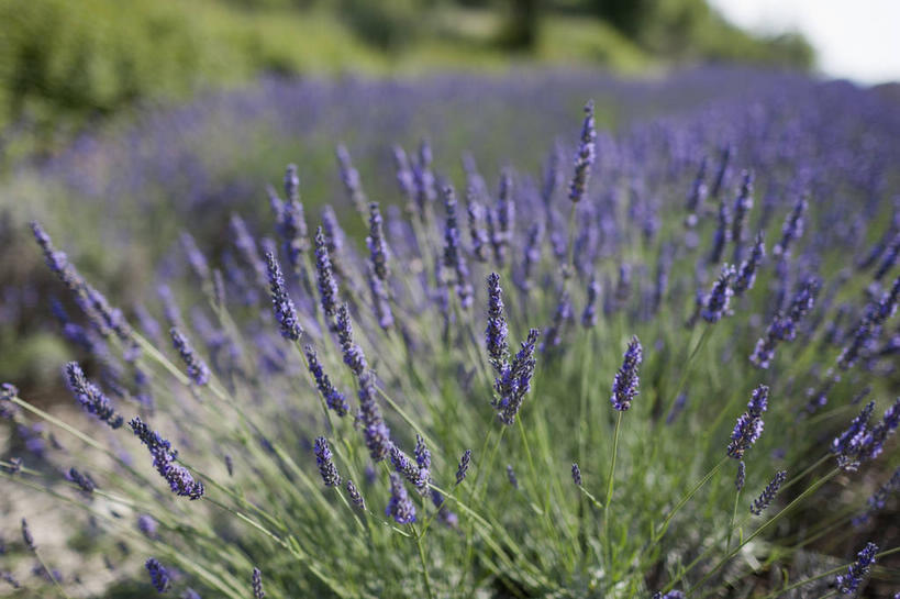 无人,横图,俯视,室外,特写,白天,爱情,花海,花圃,美景,植物,叶子,法国,欧洲,阴影,朦胧,模糊,盛开,光线,影子,景观,浪漫,花蕾,花,花瓣,花朵,花卉,鲜花,绿色,紫色,阳光,自然,香草,花丛,花束,花田,花苞,花蕊,薰衣草,景色,西欧,法兰西,自然风光,呼吸,法兰西共和国,灵香草,黄香草,法兰西第五共和国,奇迹,彩图,高角度拍摄,德龙省,格里尼昂,罗讷.阿尔卑斯,罗讷.阿尔卑斯大区