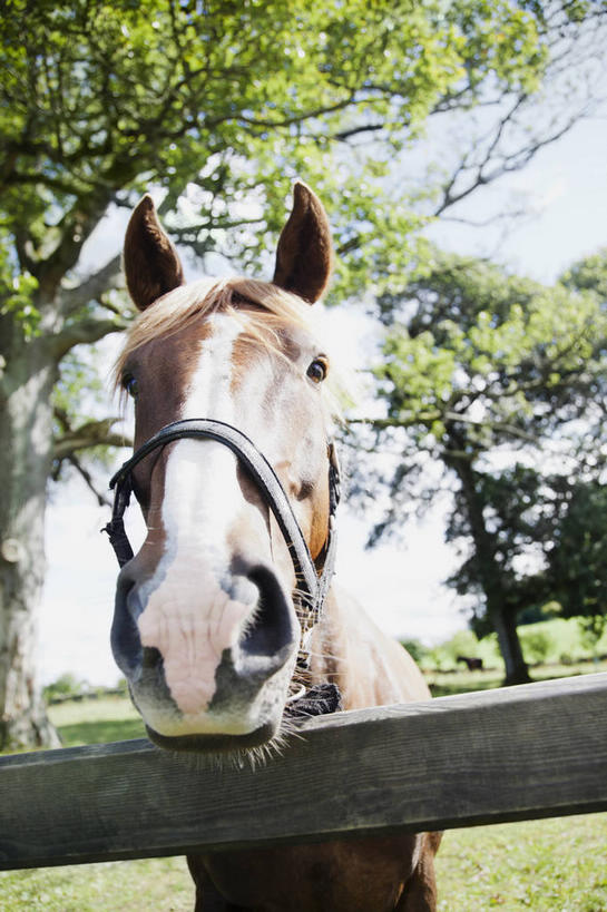 头,无人,农场,栏杆,站,竖图,室外,白天,仰视,畜牧业,牧场,草地,草坪,美景,植物,马,野生动物,爱尔兰,欧洲,阴影,朦胧,模糊,光线,影子,栅栏,景观,篱笆,围栏,注视,护栏,一匹,草,树,树木,蓝色,绿色,蓝天,天空,阳光,自然,动物,天,观察,看,站着,景色,运输,牲畜,生长,晴朗,成长,观看,察看,西欧,关注,自然风光,畜牧,万里无云,爱尔兰共和国,牧业,伦斯特省,韦斯特米斯郡,头部,晴空,晴空万里,站立,半身,彩图,低角度拍摄