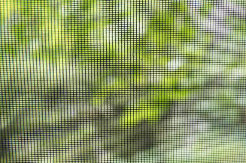 无人,横图,室内,特写,白天,正面,植物,窗户,朦胧,模糊,网,玻璃窗,树,树木,绿色,自然,生长,成长,彩图