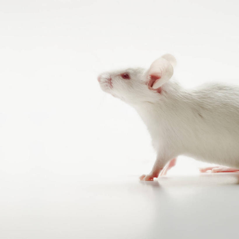 无人,站,方图,室内,特写,白天,白色背景,侧面,桌面,桌子,野生动物,老鼠,阴影,反射,细菌,影子,注视,一只,动物,观察,看,站着,白老鼠,摄影,影棚,观看,察看,关注,病菌,传染,四害,鼷鼠,小家鼠,耗子,站立,半身,彩图,影棚拍摄,拍摄
