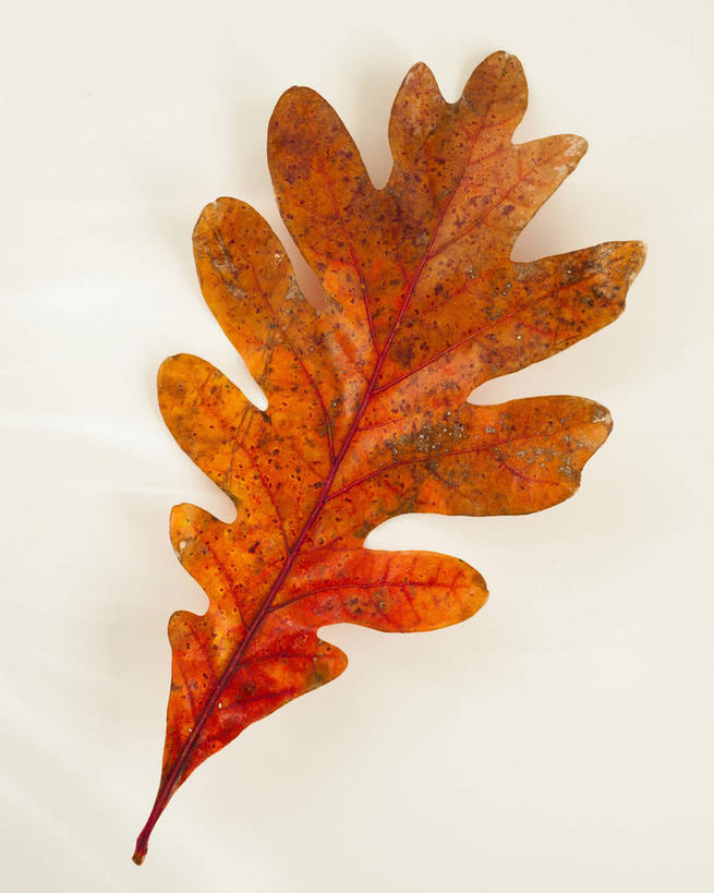无人,竖图,室内,特写,白天,白色背景,正面,叶子,一片,阴影,反射,纹路,纹理,影子,枫叶,枯叶,落叶,黄色,红色,摄影,影棚,枫树叶,橡树,肌理,沼生橡树,叶,叶片,彩图,影棚拍摄,拍摄
