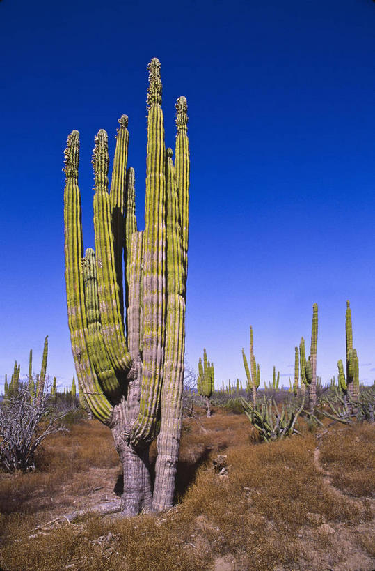 无人,竖图,室外,白天,正面,旅游,度假,美景,沙漠,植物,仙人掌,墨西哥,阴影,光线,火焰,影子,景观,草药,娱乐,中药,蓝色,蓝天,天空,阳光,自然,天,享受,休闲,景色,放松,晴朗,北美,北美洲,自然风光,美洲,药材,中草药,中药材,本草,万里无云,牛舌头,北亚美利加洲,亚美利加洲,墨西哥合众国,仙人掌王国,北下加利福尼亚,北下加利福尼亚州,吉拉沙漠,索诺拉沙漠,索诺兰沙漠,下加利福尼亚州,大漠,砂漠,晴空,晴空万里,玉芙蓉,仙巴掌,火掌,霸王树,彩图