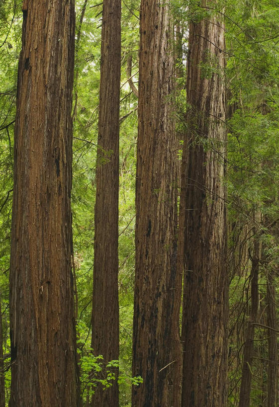 无人,公园,竖图,室外,白天,正面,旅游,度假,美景,森林,树林,植物,叶子,美国,朦胧,模糊,景观,绿叶,树桩,娱乐,树,树干,树木,绿色,自然,享受,休闲,嫩叶,木桩,景色,放松,生长,成长,北美,北美洲,国家公园,加利福尼亚,自然风光,美洲,加州,加利福尼亚州,金州,黄金州,北亚美利加洲,亚美利加洲,红杉国家公园,红杉树国家公园,红杉,常青红杉,海岸红杉,红杉树,叶,叶片,彩图