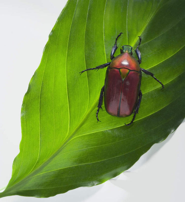 无人,竖图,俯视,室内,特写,白天,白色背景,植物,叶子,一片,昆虫,纹理,绿叶,停留,一只,绿色,动物,嫩叶,摄影,影棚,停止,益虫,肌理,牛屎虫,蜣螂,屎蛒螂,屎壳郎,铁甲将军,逗留,停顿,圣甲虫,粪金龟,粪球虫,推车虫,推屎爬,叶,叶片,叶脉,彩图,高角度拍摄,全身,影棚拍摄,拍摄