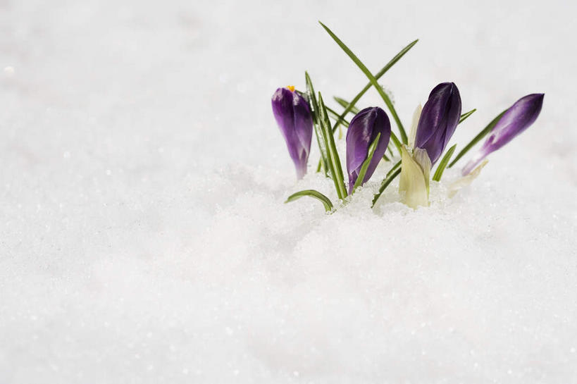 无人,横图,室外,特写,白天,正面,植物,盛开,冰,冰块,草药,花蕾,冷冻,中药,花,花瓣,花朵,鲜花,紫色,花苞,花蕊,寒冷,冷藏,冰冷,鸢尾,药材,中草药,中药材,本草,紫蝴蝶,蓝蝴蝶,乌鸢,扁竹花,保鲜,彩图