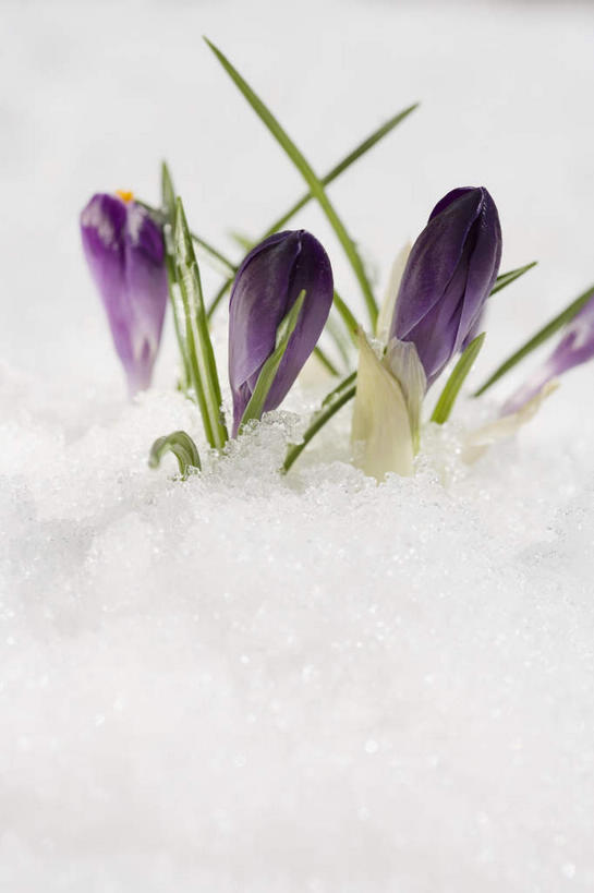 无人,竖图,室外,特写,白天,正面,植物,盛开,冰,冰块,草药,花蕾,冷冻,中药,花,花瓣,花朵,鲜花,紫色,花苞,花蕊,寒冷,冷藏,冰冷,鸢尾,药材,中草药,中药材,本草,紫蝴蝶,蓝蝴蝶,乌鸢,扁竹花,保鲜,彩图