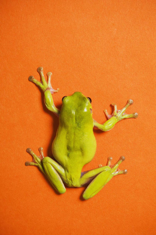 无人,竖图,俯视,室内,特写,白天,青蛙,野生动物,橙色背景,树蛙,一只,绿色,动物,趴着,可爱,摄影,活泼,影棚,美国树蛙,趴,彩图,高角度拍摄,全身,影棚拍摄,拍摄