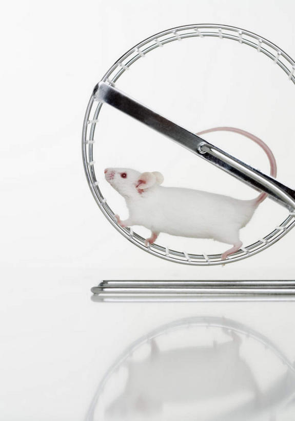 无人,跑,竖图,室内,特写,白天,白色背景,侧面,野生动物,老鼠,金属制品,阴影,反射,细菌,金属,影子,注视,一只,动物,车轮,观察,看,摄影,影棚,观看,察看,关注,病菌,传染,四害,鼷鼠,小家鼠,小白鼠,耗子,跑步,彩图,全身,影棚拍摄,拍摄