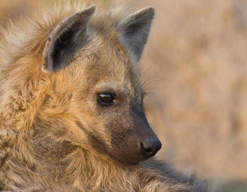 头,无人,动物园,横图,室外,特写,白天,侧面,旅游,度假,美景,狗,野生动物,非洲,南非,阴影,朦胧,模糊,光线,影子,景观,注视,娱乐,一只,阳光,自然,动物,观察,看,享受,休闲,景色,放松,观看,察看,国家公园,关注,自然风光,凶猛,鬣狗,克鲁格国家公园,阿非利加洲,斑点土狼,斑鬣狗,德兰士瓦省,南非共和国,残暴,凶残,头部,半身,彩图