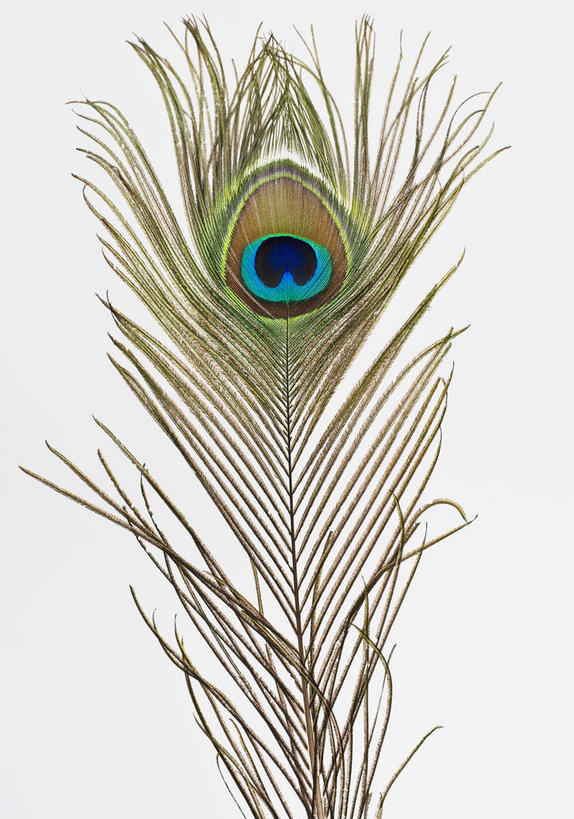无人,竖图,室内,特写,白天,白色背景,正面,孔雀,鸟,野生动物,静物,羽毛,轻盈,柔软,装饰,鸟类,美丽,动物,可爱,摄影,活泼,影棚,华丽,修饰,吉祥,点缀,华贵,善良,轻柔,衬托,美观,雅致,雅观,越鸟,百鸟之王,彩图,影棚拍摄,拍摄