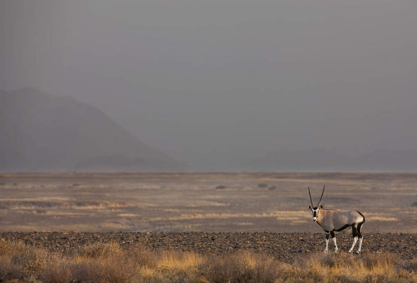 无人,站,竖图,室外,白天,侧面,旅游,度假,美景,山,山脉,植物,野生动物,羊,非洲,纳米比亚,枯萎,朦胧,模糊,羚羊,地平线,景观,山峰,乌云,云,阴天,云朵,辽阔,枯草,地面,山峦,云彩,扭头,注视,娱乐,草,一只,黄色,天空,自然,动物,群山,天,观察,看,站着,转头,享受,休闲,广阔,景色,放松,可爱,活泼,观看,一望无际,察看,昏暗,阴沉,关注,自然风光,延伸,瞪羚,天地相交,小羚羊,纳米比亚共和国,无边无际,一马平川,站立,彩图,全身