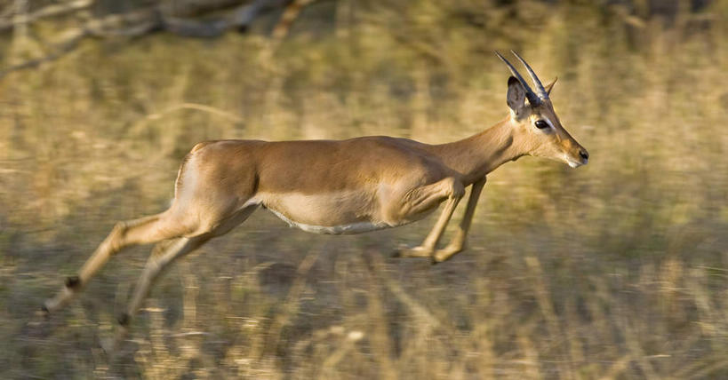 无人,动物园,竖图,室外,白天,侧面,旅游,度假,美景,植物,野生动物,羊,非洲,南非,奔驰,枯萎,朦胧,模糊,羚羊,景观,枯草,注视,娱乐,草,一只,黄色,自然,动物,奔跑,观察,看,享受,休闲,景色,放松,可爱,活泼,观看,察看,国家公园,关注,自然风光,瞪羚,克鲁格国家公园,阿非利加洲,小羚羊,德兰士瓦省,南非共和国,彩图,全身