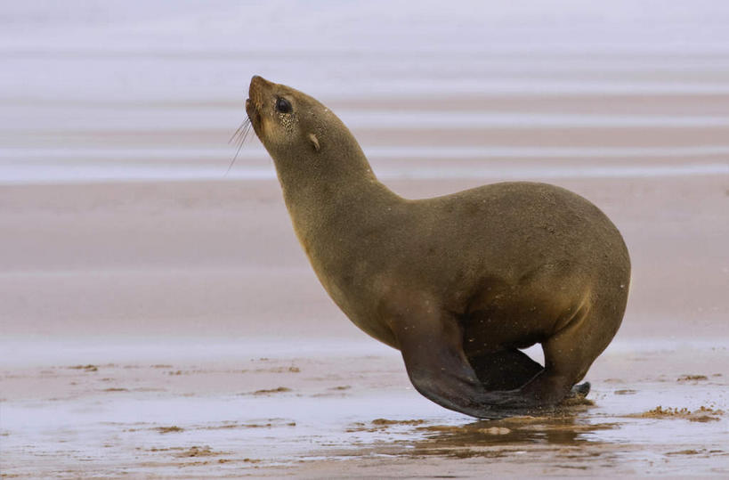 无人,竖图,室外,特写,白天,侧面,旅游,度假,海浪,海洋,美景,沙滩,哺乳动物,野生动物,非洲,纳米比亚,奔驰,朦胧,模糊,沙子,海岸,景观,浪花,沙地,注视,娱乐,一只,自然,海水,动物,奔跑,观察,看,享受,休闲,景色,放松,可爱,活泼,观看,察看,关注,自然风光,海狗,海景,纳米比亚共和国,腽肭兽,海熊,大海,风浪,海,海水的波动,海滩,近岸浪,涌浪,抬头,仰头,彩图,全身