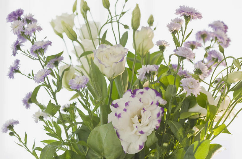 无人,横图,室内,特写,白天,白色背景,正面,叶子,阴影,盛开,反射,影子,绿叶,花蕾,花,花瓣,花朵,鲜花,花苞,花蕊,嫩叶,摄影,影棚,桔梗花,僧冠帽,草原龙胆,感动,六角荷,永恒,梗草,洋桔梗,叶,叶片,彩图,影棚拍摄,拍摄