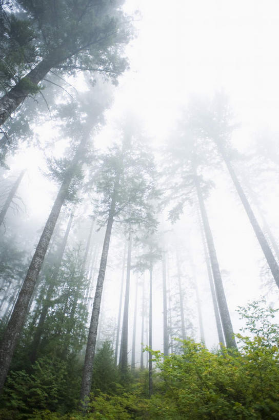 无人,竖图,室外,白天,仰视,旅游,度假,草地,草坪,美景,山,山脉,树林,峡谷,植物,雾,美国,朦胧,模糊,景观,山峰,山峦,娱乐,草,树,树木,绿色,自然,群山,享受,休闲,景色,放松,生长,成长,迷雾,北美,北美洲,自然风光,美洲,俄勒冈州,胡德河峡谷,俄勒冈,北亚美利加洲,亚美利加洲,落日之州,水獭之州,海狸州,胡得山,大雾,彩图,低角度拍摄