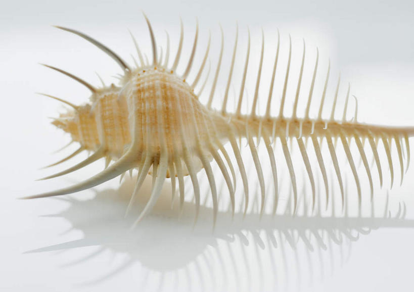 无人,横图,室内,特写,白天,白色背景,正面,静物,阴影,反射,标本,影子,海螺,海洋生物,一个,摄影,影棚,单个,软体动物,峨螺,水生动物,水生物,海底动物,彩图,影棚拍摄,拍摄