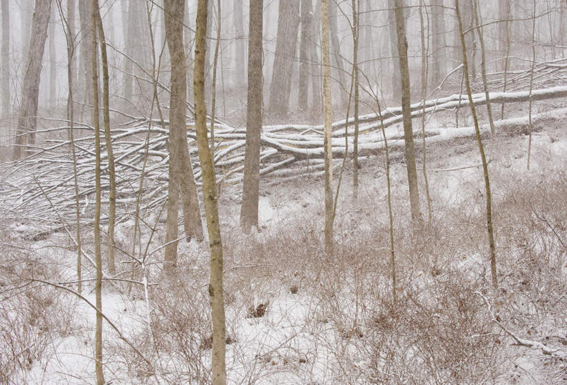 无人,横图,室外,白天,正面,旅游,度假,美景,树林,雪,植物,大雪,美国,朦胧,模糊,积雪,景观,雪景,冬季,冬天,娱乐,树,树木,绿色,自然,享受,休闲,景色,放松,寒冷,生长,成长,北美,北美洲,自然风光,美洲,北亚美利加洲,亚美利加洲,康涅狄格,康涅狄格州,宪法之州,豆蔻之州,严寒,彩图