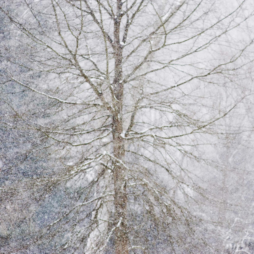 无人,方图,室外,白天,正面,旅游,度假,美景,树林,雪,植物,大雪,美国,朦胧,模糊,积雪,景观,雪景,冬季,冬天,娱乐,树,树木,绿色,自然,享受,休闲,景色,放松,寒冷,生长,成长,北美,北美洲,自然风光,美洲,北亚美利加洲,亚美利加洲,康涅狄格,康涅狄格州,宪法之州,豆蔻之州,严寒,彩图