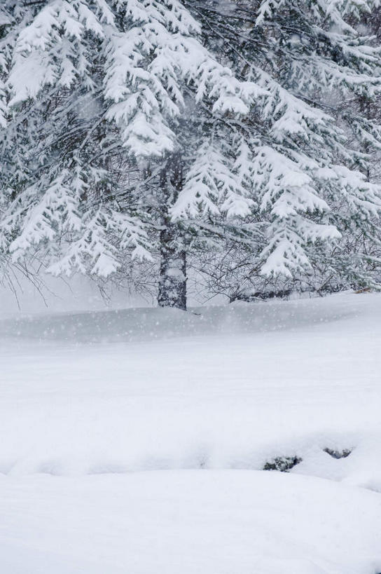 无人,竖图,室外,白天,正面,旅游,度假,美景,树林,雪,植物,大雪,美国,朦胧,模糊,积雪,景观,雪景,冬季,冬天,娱乐,树,树木,绿色,自然,享受,休闲,景色,放松,寒冷,生长,成长,北美,北美洲,自然风光,美洲,北亚美利加洲,亚美利加洲,康涅狄格,康涅狄格州,宪法之州,豆蔻之州,严寒,彩图