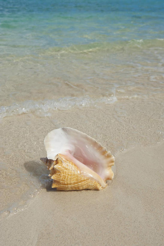 无人,竖图,俯视,室外,特写,白天,旅游,度假,海浪,海洋,美景,沙滩,加勒比海,朦胧,模糊,沙子,海岸,景观,浪花,海螺,沙地,娱乐,海洋生物,一个,自然,海水,享受,休闲,景色,南美,放松,单个,软体动物,峨螺,南美洲,拉丁美洲,自然风光,水生动物,美洲,水生物,海景,海底动物,维京群岛,亚美利加洲,南亚美利加洲,处女群岛,美属处女群岛,美属维尔京群岛,维尔京群岛,美属维京群岛,圣汤姆斯,大海,风浪,海,海水的波动,海滩,近岸浪,涌浪,彩图,高角度拍摄