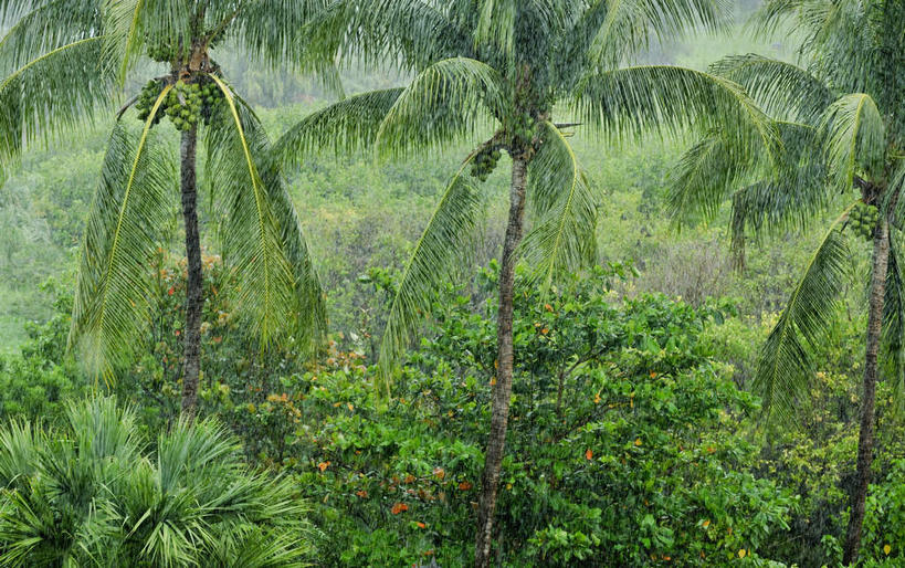 无人,横图,室外,白天,正面,旅游,度假,美景,树林,植物,棕榈树,叶子,加勒比海,景观,绿叶,娱乐,树,树木,绿色,自然,享受,休闲,嫩叶,景色,南美,放松,生长,成长,南美洲,拉丁美洲,自然风光,美洲,棕榈叶,维京群岛,亚美利加洲,南亚美利加洲,处女群岛,美属处女群岛,美属维尔京群岛,维尔京群岛,美属维京群岛,圣汤姆斯,叶,叶片,彩图
