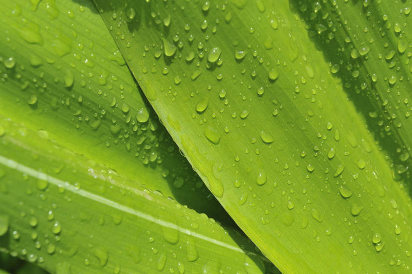 无人,横图,室外,特写,白天,正面,旅游,度假,美景,水,露水,叶子,加勒比海,新鲜,透明,液体,景观,水滴,绿叶,娱乐,水珠,绿色,自然,露珠,享受,休闲,嫩叶,景色,南美,放松,青春,生机,南美洲,生命,拉丁美洲,剔透,自然风光,美洲,和平,安详,维京群岛,亚美利加洲,灵动,南亚美利加洲,通明,冷色,处女群岛,美属处女群岛,美属维尔京群岛,维尔京群岛,美属维京群岛,圣汤姆斯,叶,叶片,彩图,晶莹