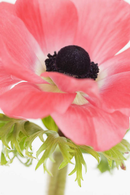 无人,竖图,室内,特写,白天,白色背景,正面,阴影,盛开,反射,影子,花蕾,花,花瓣,花朵,鲜花,一朵,粉色,花苞,花蕊,摄影,银莲花,影棚,银莲,复活节花,彩图,影棚拍摄,拍摄