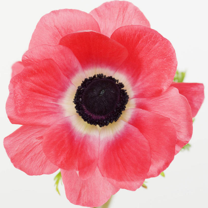 无人,方图,室内,特写,白天,白色背景,正面,阴影,盛开,反射,影子,花蕾,花,花瓣,花朵,鲜花,一朵,粉色,花苞,花蕊,摄影,银莲花,影棚,银莲,复活节花,彩图,影棚拍摄,拍摄