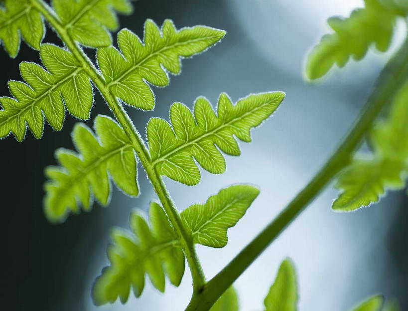 无人,公园,横图,室外,特写,白天,正面,旅游,度假,美景,植物,叶子,美国,阴影,朦胧,模糊,光线,影子,景观,绿叶,娱乐,绿色,阳光,自然,享受,休闲,嫩叶,景色,放松,生长,成长,北美,北美洲,国家公园,加利福尼亚,自然风光,美洲,加州,加利福尼亚州,金州,黄金州,北亚美利加洲,亚美利加洲,红杉国家公园,红杉树国家公园,叶,叶片,彩图