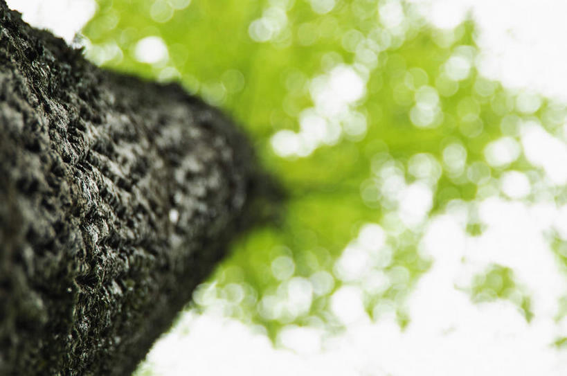 无人,横图,室外,特写,白天,仰视,美景,植物,叶子,美国,朦胧,模糊,景观,绿叶,树桩,一颗,树,树干,树木,绿色,自然,嫩叶,木桩,景色,生长,成长,北美,北美洲,自然风光,美洲,田纳西州,北亚美利加洲,亚美利加洲,田纳西,志愿之州,叶,叶片,彩图,低角度拍摄