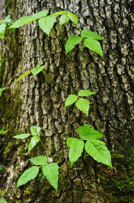 无人,竖图,室外,特写,白天,正面,美景,叶子,美国,景观,绿叶,树桩,树,树干,自然,嫩叶,木桩,景色,北美,北美洲,自然风光,美洲,田纳西州,北亚美利加洲,亚美利加洲,田纳西,志愿之州,叶,叶片,彩图