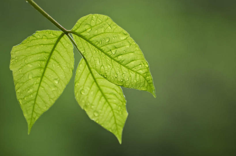 无人,横图,室外,特写,白天,正面,美景,植物,叶子,美国,阴影,朦胧,模糊,光线,纹理,影子,景观,绿叶,绿色,阳光,自然,嫩叶,景色,北美,北美洲,自然风光,美洲,田纳西州,肌理,北亚美利加洲,亚美利加洲,田纳西,志愿之州,叶,叶片,叶脉,彩图