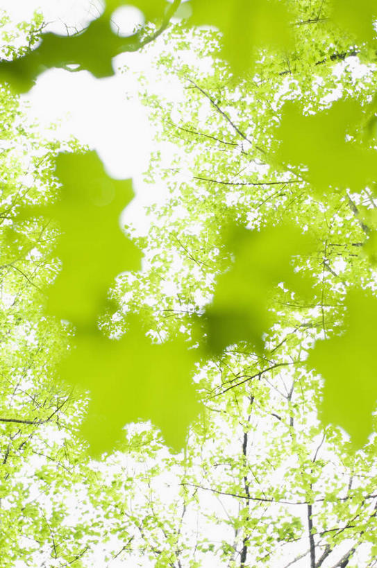 无人,竖图,室外,特写,白天,仰视,旅游,度假,美景,叶子,美国,阴影,光线,影子,景观,绿叶,娱乐,阳光,自然,享受,休闲,嫩叶,景色,放松,北美,北美洲,自然风光,美洲,田纳西州,北亚美利加洲,亚美利加洲,田纳西,志愿之州,叶,叶片,彩图,低角度拍摄