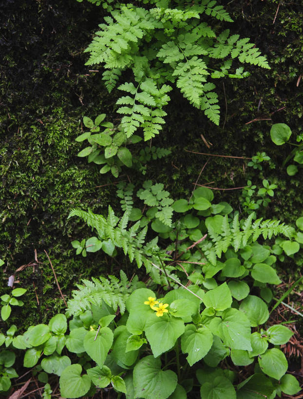 无人,公园,竖图,室外,特写,白天,正面,美景,植物,叶子,美国,纹理,景观,绿叶,绿色,自然,嫩叶,景色,北美,北美洲,国家公园,加利福尼亚,自然风光,美洲,加州,加利福尼亚州,金州,黄金州,肌理,北亚美利加洲,亚美利加洲,红杉国家公园,红杉树国家公园,叶,叶片,叶脉,彩图