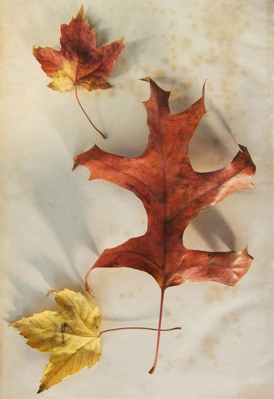 无人,竖图,俯视,室内,特写,白天,桌面,桌子,静物,叶子,阴影,反射,木制,影子,枯叶,落叶,三片,黄色,木制品,摄影,影棚,叶,叶片,彩图,高角度拍摄,影棚拍摄,拍摄