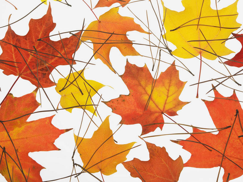 无人,横图,俯视,室内,特写,白天,白色背景,静物,叶子,许多,覆盖,纹路,纹理,枫叶,枯叶,落叶,很多,黄色,红色,摄影,影棚,枫树叶,遮盖,肌理,笼罩,笼盖,叶,叶片,彩图,高角度拍摄,影棚拍摄,拍摄