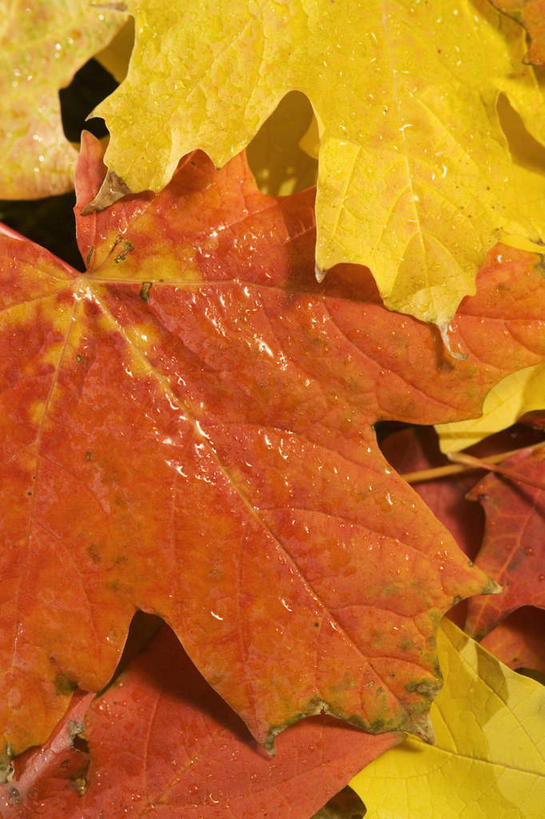 无人,竖图,俯视,室外,特写,白天,静物,叶子,一堆,许多,覆盖,堆叠,堆积,纹路,纹理,枫叶,枯叶,落叶,很多,黄色,红色,枫树叶,堆,遮盖,肌理,笼罩,笼盖,叶,叶片,彩图,高角度拍摄