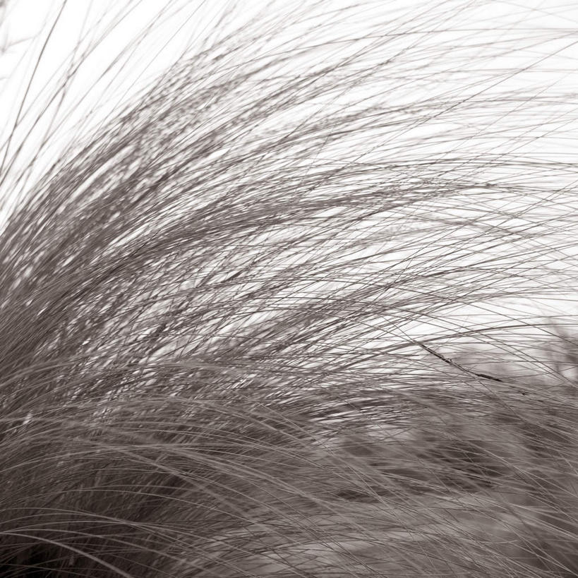 无人,方图,室外,特写,白天,正面,美景,植物,枯萎,景观,枯草,草,黄色,自然,景色,自然风光,彩图