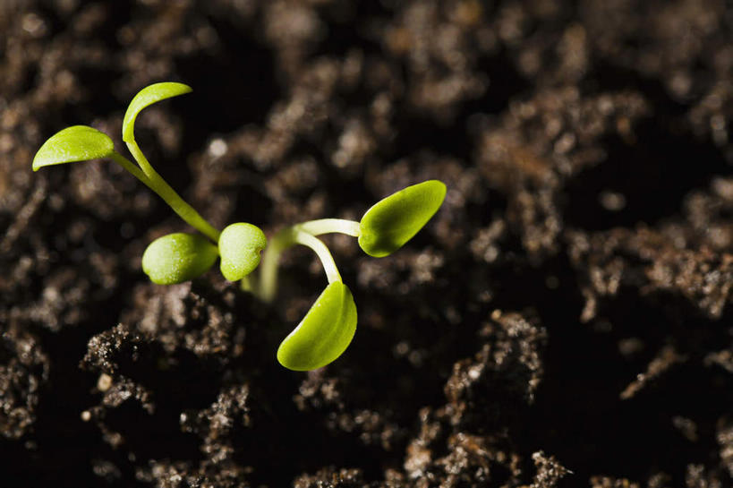 无人,农田,横图,俯视,室外,特写,白天,庄稼,农作物,植物,叶子,纹理,泥土,土壤,绿叶,绿色,嫩叶,秧苗,肌理,叶,叶片,叶脉,彩图,高角度拍摄,耕地,庄稼田