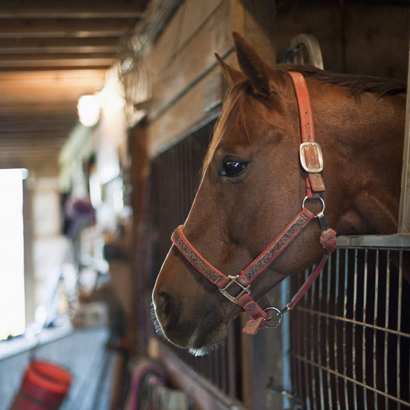 无人,栏杆,站,方图,室内,白天,侧面,门,马,野生动物,朦胧,模糊,桶,塑料,围栏,马厩,注视,护栏,一匹,红色,动物,容器,塑料制品,门框,观察,看,站着,运输,牲畜,观看,储藏,塑料桶,察看,缰绳,储存,关注,站立,半身,彩图,贮存