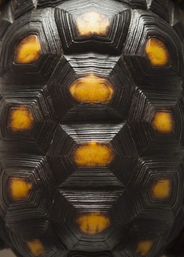 无人,竖图,俯视,室内,特写,白天,龟,纹路,爬行动物,纹理,褐色,象龟,一只,黄色,动物,健康,摄影,影棚,坚定,星龟,肌理,长寿,半身,彩图,高角度拍摄,影棚拍摄,拍摄,土陆龟,缅甸星龟