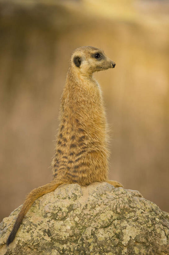 无人,站,竖图,室外,特写,白天,侧面,旅游,度假,石头,美景,城市,哺乳动物,野生动物,美国,朦胧,模糊,石子,景观,注视,娱乐,一只,自然,动物,观察,看,站着,享受,休闲,景色,放松,可爱,活泼,观看,察看,北美,北美洲,关注,自然风光,狐獴,美洲,猫鼬,佛罗里达,海岛猫鼬,佛罗里达州,佛州,阳光州,北亚美利加洲,亚美利加洲,坦帕市,天柏,灰爪狸,细尾獴,石块,岩石,站立,彩图,全身,坦帕