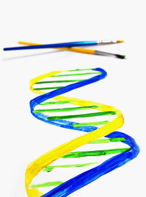 无人,竖图,俯视,室内,特写,白天,白色背景,静物,阴影,反射,科学,基因,笔,影子,办公用品,文具,黄色,蓝色,绿色,画笔,学习用品,生物,摄影,影棚,遗传,文具用品,两支,脱氧核糖核酸,DNA分子,去氧核糖核酸,遗传信息,遗传因子,遗传学,彩图,高角度拍摄,影棚拍摄,拍摄