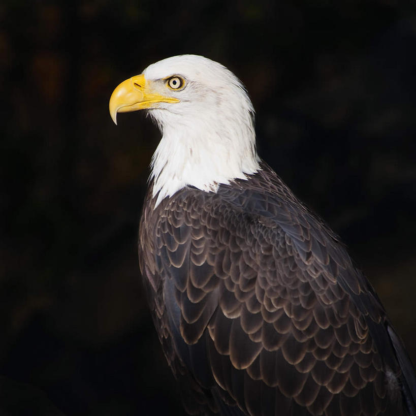无人,站,方图,室内,白天,侧面,鸟,野生动物,羽毛,阴影,黑色背景,轻盈,柔软,反射,鸟类,影子,注视,一只,动物,观察,看,站着,摄影,影棚,观看,察看,关注,白头鹰,凶猛,海雕,白头海雕,轻柔,美洲雕,残暴,凶残,站立,半身,彩图,影棚拍摄,拍摄