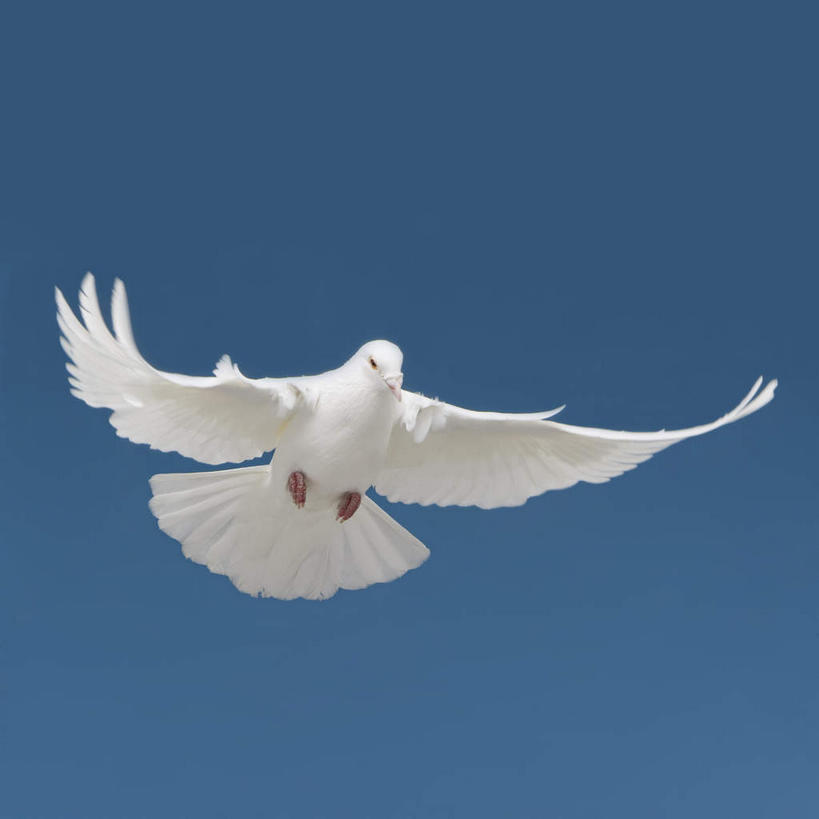 无人,方图,室外,白天,仰视,美景,鸟,飞翔,伸展,张开,展翅,阴影,飞行,光线,斑鸠,翅膀,鸟类,影子,景观,翱翔,注视,飞,一只,蓝色,白色,蓝天,天空,阳光,自然,天,观察,看,景色,晴朗,观看,察看,关注,自然风光,张开翅膀,万里无云,欧斑鸠,展开翅膀,晴空,晴空万里,彩图,低角度拍摄,全身